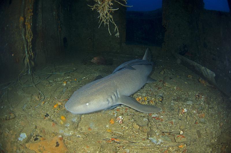 SABA bank epave Marina oct2013 _14.jpg